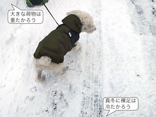 雪の上を歩くベクさん、足が冷たくないかな？